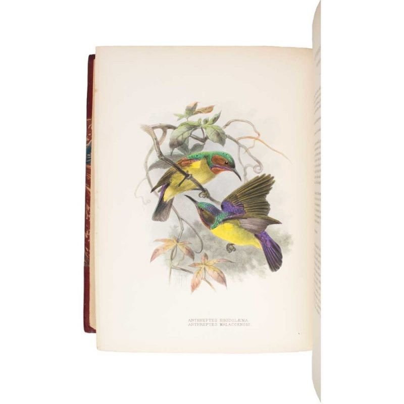 Shelley Sunbirds 26 7
