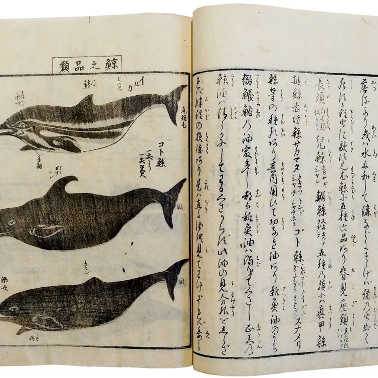 Oilywhale1